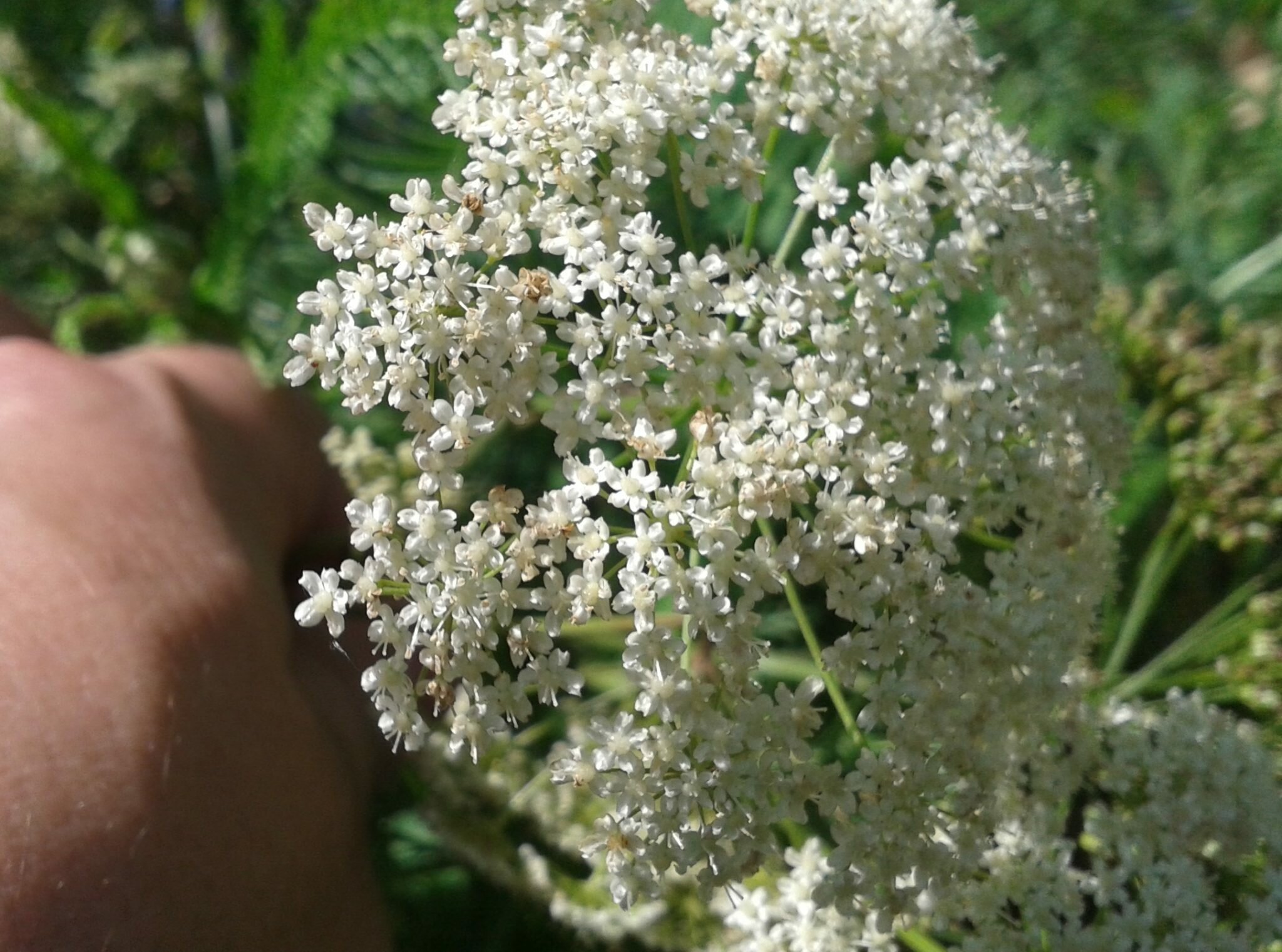 Болиголов, царская методика Тищенко